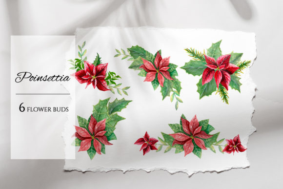 Poinsettia Watercolor Set and Illustrations
