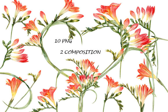 Watercolor Freesia Set Bouquet Illustrations
