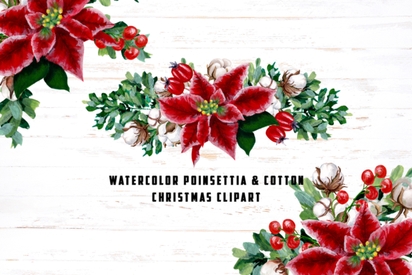 Watercolor Poinsettia Cotton Bouquets Illustrations