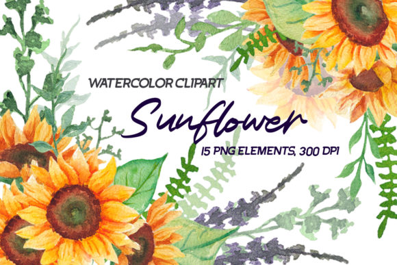 Watercolor Sunflower Clipart Png, Floral Illustrations